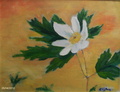 Valkovuokko
35x27