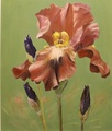 Kurjen miekka  50x60