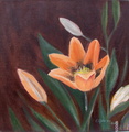 Lilja
35x35
