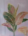 Kroton  60x50
